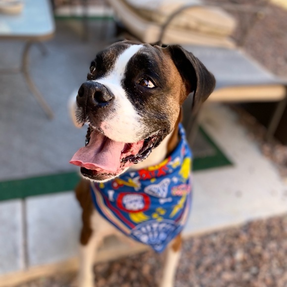 Meet your Posher, Mary (raising money for a sick dog name King) - Picture 2 of 5